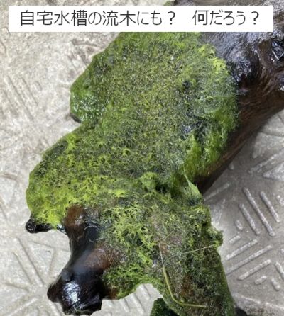 まりも発見