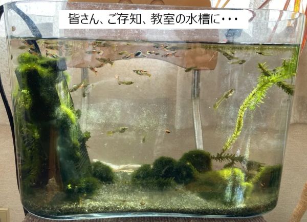 まりも発見